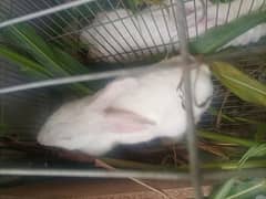 Red eye Neaziland white rabbit for sale