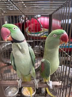 Raw parrot pair for sale