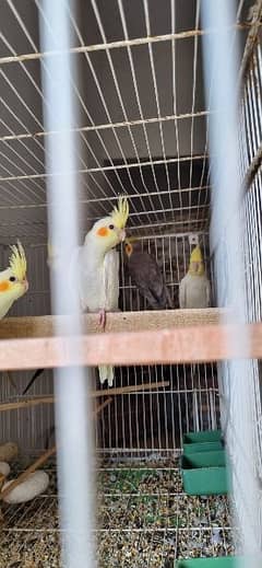 Cockatiel for sale all