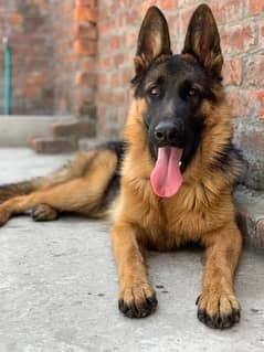 german shepherd  stock cote 10 month age male for sale