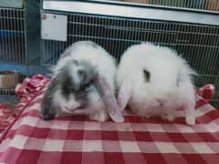 loin lop Rabbit baby pair so beautiful healthy active cute pair
