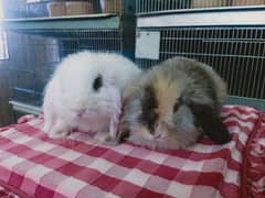 loin lop Rabbit pair so cute and friendly baby pair 0