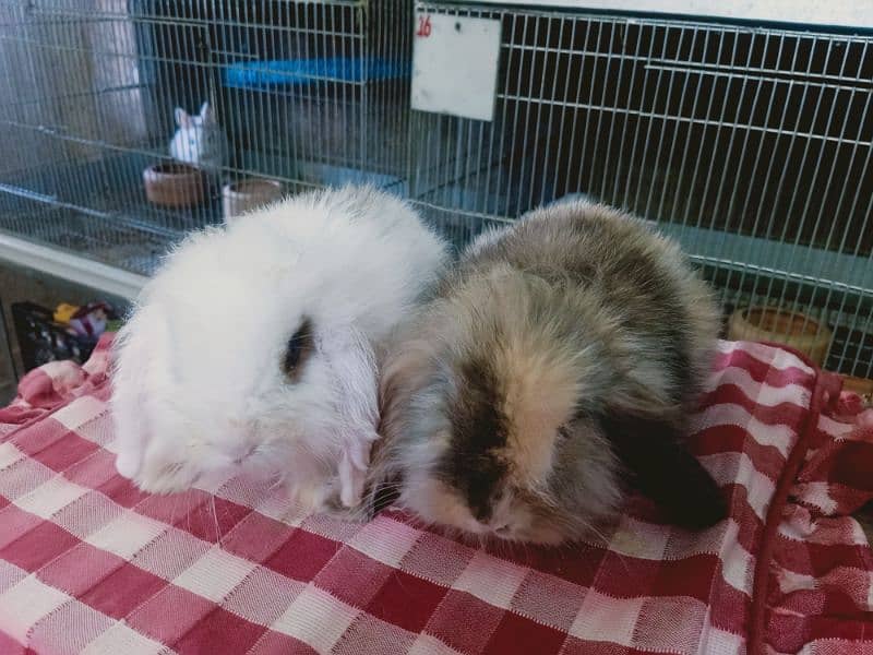 loin lop Rabbit pair so cute and friendly baby pair 1