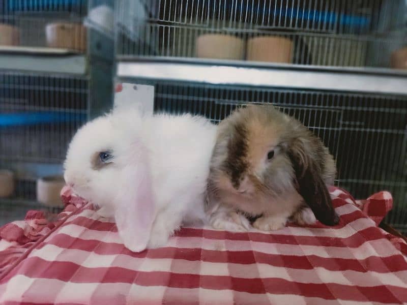 loin lop Rabbit pair so cute and friendly baby pair 2