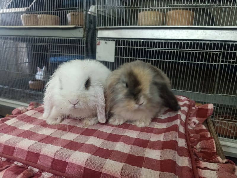 loin lop Rabbit pair so cute and friendly baby pair 5