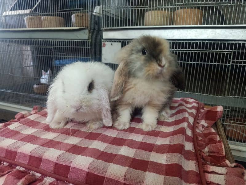 loin lop Rabbit pair so cute and friendly baby pair 6