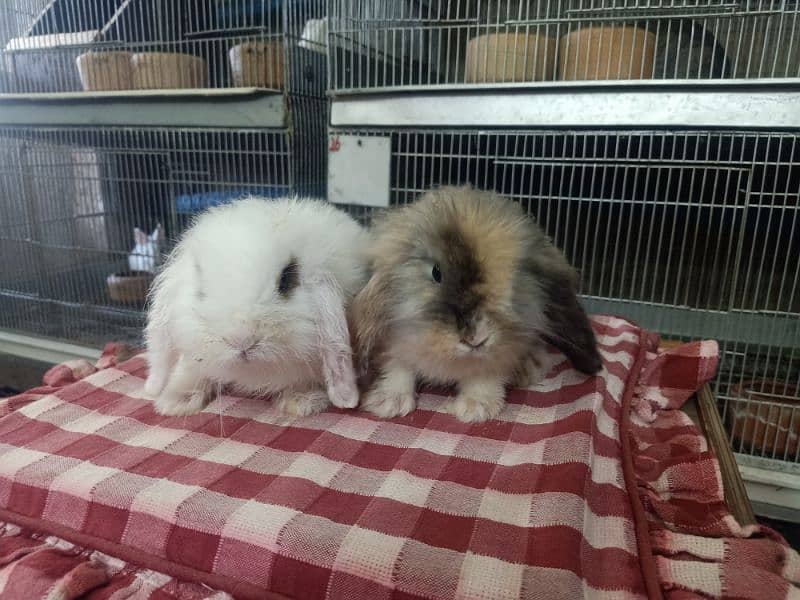 loin lop Rabbit pair so cute and friendly baby pair 7