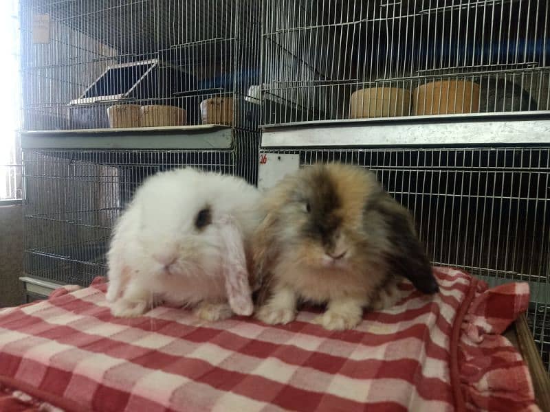 loin lop Rabbit pair so cute and friendly baby pair 8