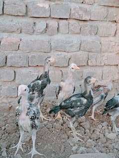 chicken's for sale 0