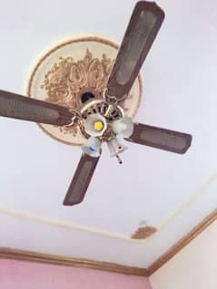 ceiling fan japani modal