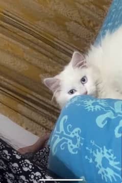 white kitten persian Male