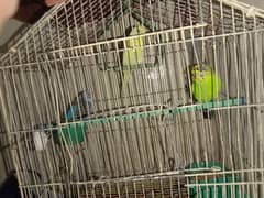 3 budgies on your request 1 will also add 1 to complete 2 pairs
