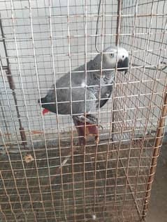 African Gray Talking Parrot