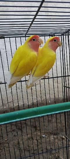 love bird + lotino with cage and box totally