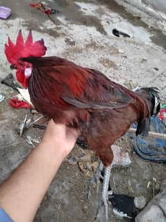 RIR male for sale