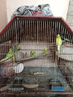 3 cage 7 jorri parrots