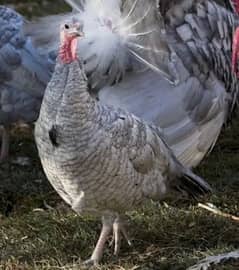 Turkey bird / turkey  chicks blue slate / salate healthy & active peru
