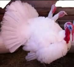 Turkey bird / turkey  chicks blue slate & broadbressted white  peru