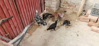 Aseel Murgi with 4 Healthy chicks