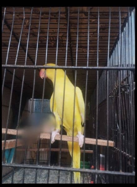 yellow ringneck 2