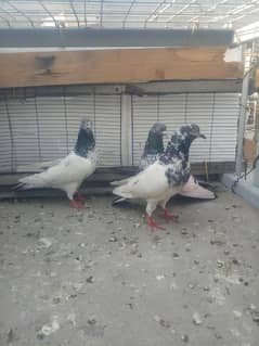 3 Mohar Waly kabuter For Sale
