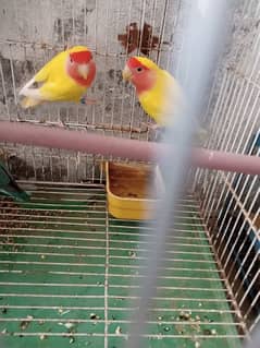 Lutino Red Eye breeder pair for sale