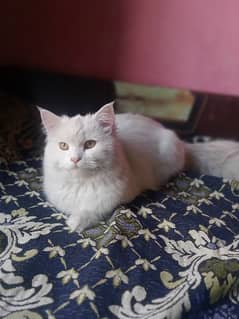 Persian female ready to first breed and golden eyes