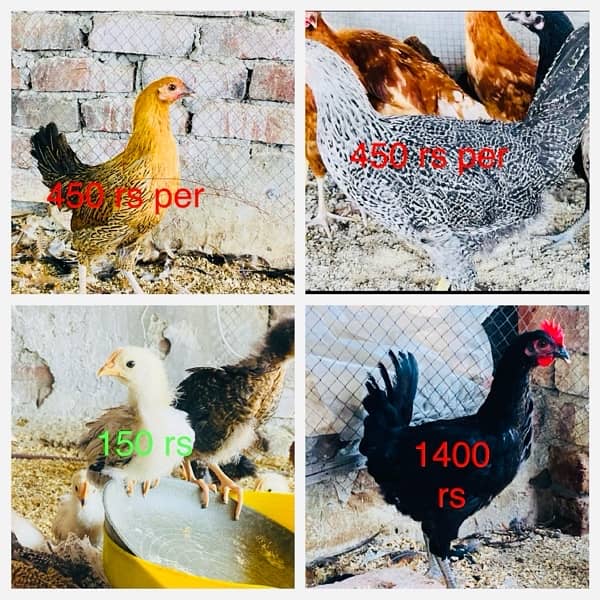 Golden/Silver Misri chicks  /Desi/egg laying hens/ murgi/pathi 0