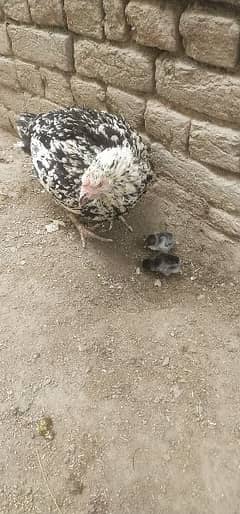 location Lahore Sindhi aseel hen with 2 chicks video on dmand mil jygi