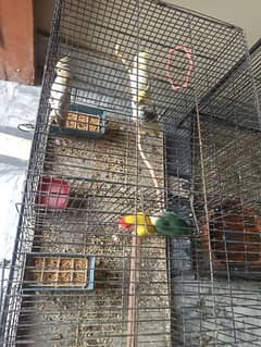Love bird and Cocktail breeder pair for sale