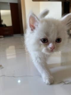 Quality Persian / Kitten / cat for sale
