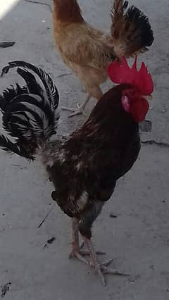 5 Desi Egg Laying Hen and 1 Desi Cock