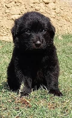 German black Shepherd puppies for sale