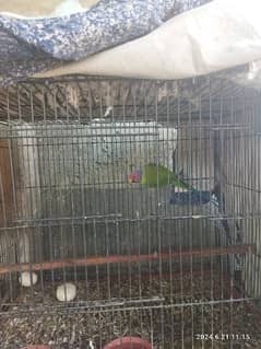 PLUM HEAD PARROT PAIR WITH CAGE AND BOX.