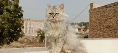 Persian cat breeder Female