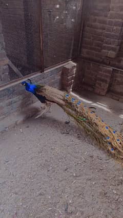 Male Peacock for sale in Lahore