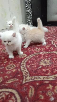 Persian kitten pair