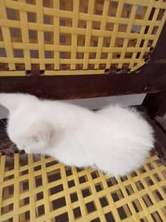 dubbed eyes White cat