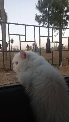 Triple coat Persian cat pair