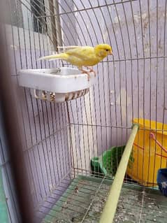 CANARY MALE SINGING