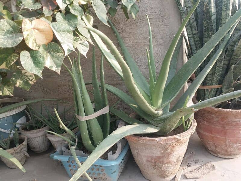 alover plant and different sizes and prices are available  urgent sell 3