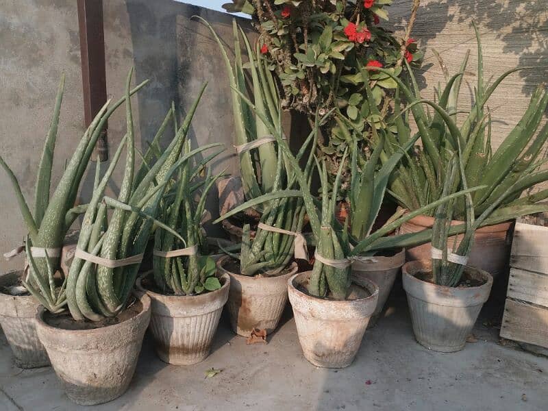 alover plant and different sizes and prices are available  urgent sell 9