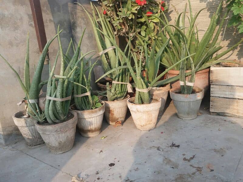 alover plant and different sizes and prices are available  urgent sell 10