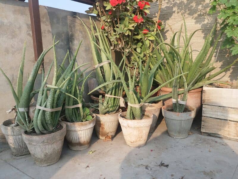 alover plant and different sizes and prices are available  urgent sell 11