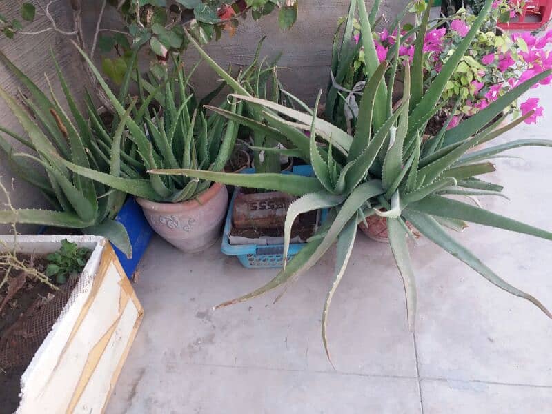 alover plant and different sizes and prices are available  urgent sell 13