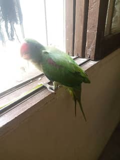 rawparrot with cage