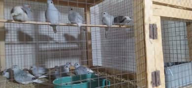 26 Pieces of White Tail Dove for Sale