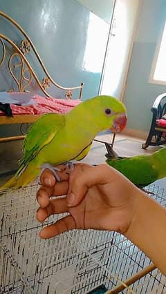 green ringneck