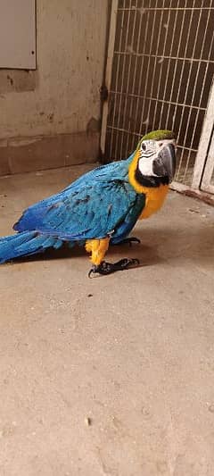 blue n gold macaw Karachi breed