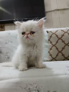 Persian peki face kitten available